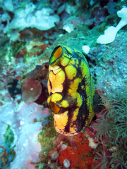 Gold-Seescheide (Polycarpa aurata)