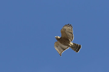 Red-shouldered Hawk in flight