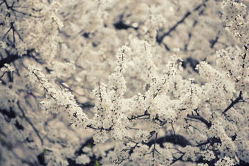 Apricot tree flower with buds and blossoms blooming at springtime, vintage retro floral background