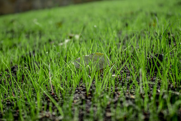 Young lawn grass shoots