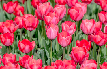 Tulips on a flower bed as a background for design