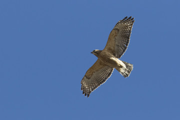 Red-shouldered Hawk in flight