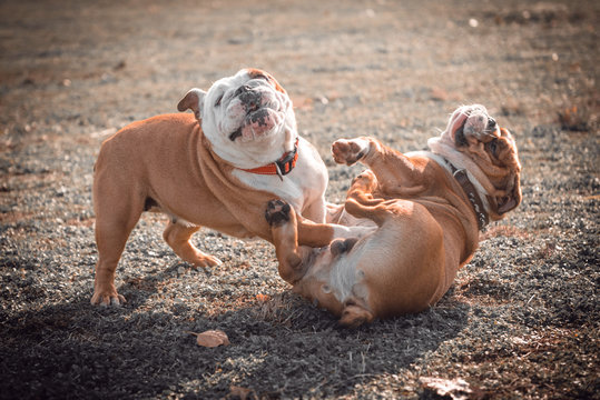 Playful couple of English bulldog on the field,selective focus and blurred motion