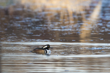 hooded merganser in spring