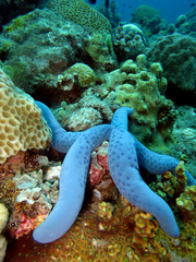 Blauer Seestern (Linckia laevigata)