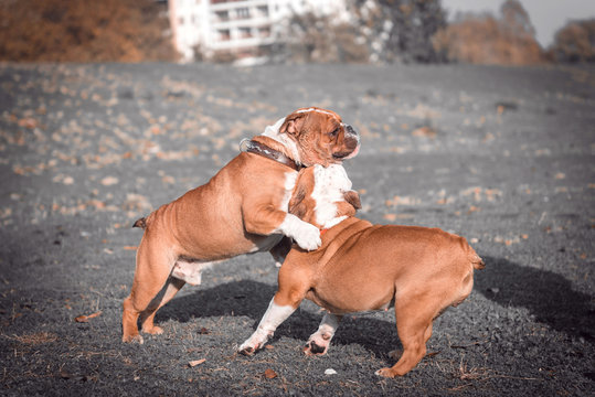 English bulldogs playing outdoor,selective focus and blurred motion