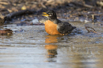 bathing american robin