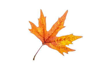 Yellow leaves on a white background for design