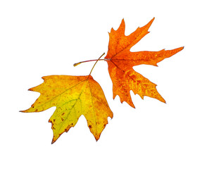 Fototapeta premium Yellow leaves on a white background for design