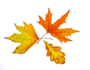 Yellow leaves on a white background for design