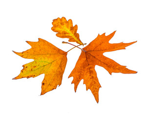 Yellow leaves on a white background for design