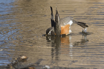 bathing american robin