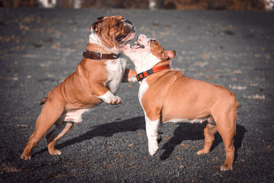 Blurred motion of English bulldog couples outdoor,selective focus