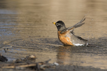 bathing american robin