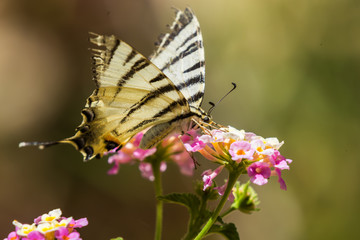 Iphiclides podalirius (Podalirio)