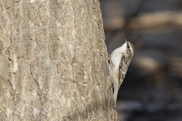brown creeper in winter