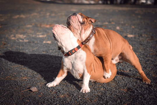 Funny couple of English bulldog playing outdoor,selective focus and blurred motion
