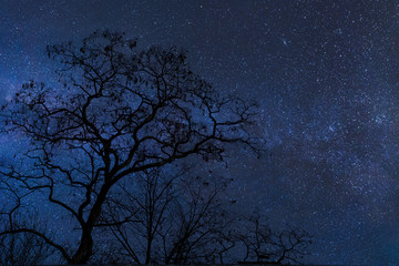 Tree and night sky