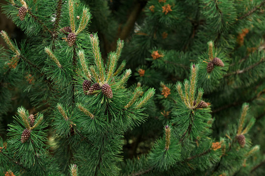 Fototapeta Background of Christmas tree branches