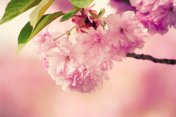 Fresh pink flowers of sakura growing in the garden, natural spring outdoor background