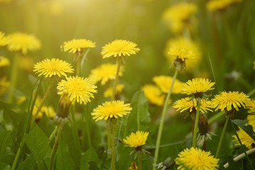 Dandelion yellow flower growing in spring time on the green grass with sun rays