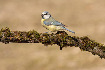 Cyanistes caeruleus