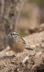 Obraz premium Rock bunting
