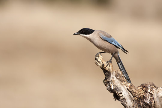 Cyanopyca cyanus