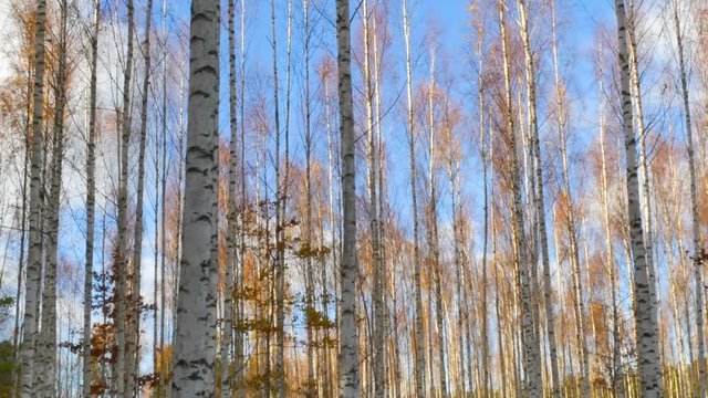 birch trees in autumn 