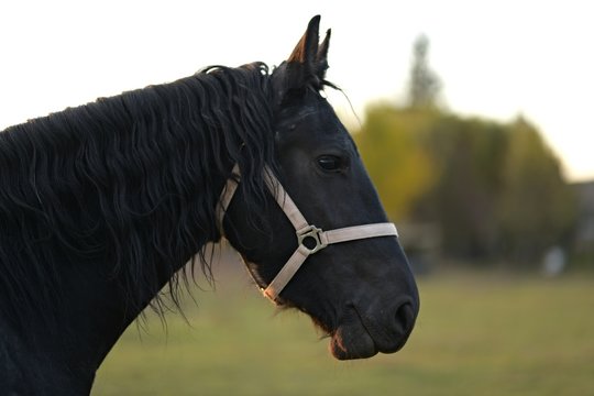 รูปภาพChevaline เลือกดูภาพถ่ายสต็อก เวกเตอร์ และวิดีโอ710 Adobe Stock