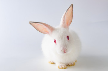 White rabbit in easter animal concept