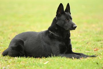 Chien de Garde détouré
