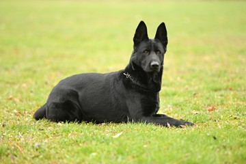 Chien de Garde détouré