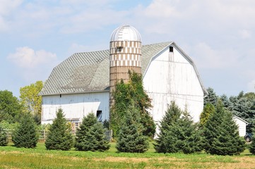 White Barn and Pines