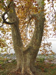 autumn day, beautiful autumn, walk