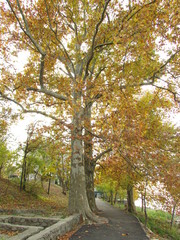 autumn day, beautiful autumn, walk