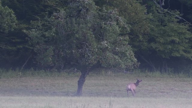Elk Grazed and Runs Away from Bear in Tree Through Foggy Valley