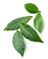 Obraz premium Fresh bay leaves