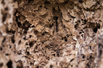 old tree attacked by a wood-worm in the city park