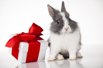 Rabbit, bunny, Gift boxes with red ribbon on Christmas background