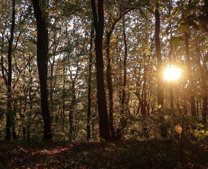 Obraz premium Sunset in the autumn forest in the evening