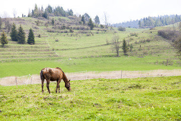 beautiful meadow with a horse on the mountains in the spring time