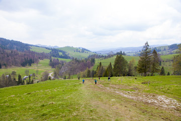 beautiful meadow on the mountains in the spring time