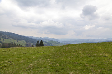 beautiful meadow on the mountains in the spring time