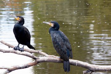 Cormorants (Phalacrocorax auritus)