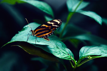 big tropical butterfly sitting on green grass