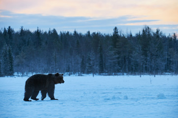 Brown bear in the snow