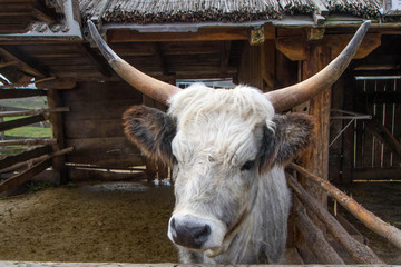 Podolian cow, wild cow