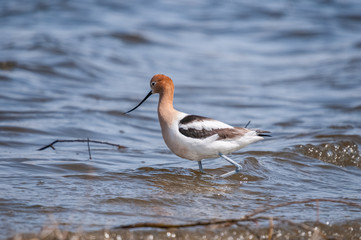 American Avocet