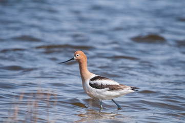 American Avocet